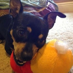 Meet your Posher, Skye